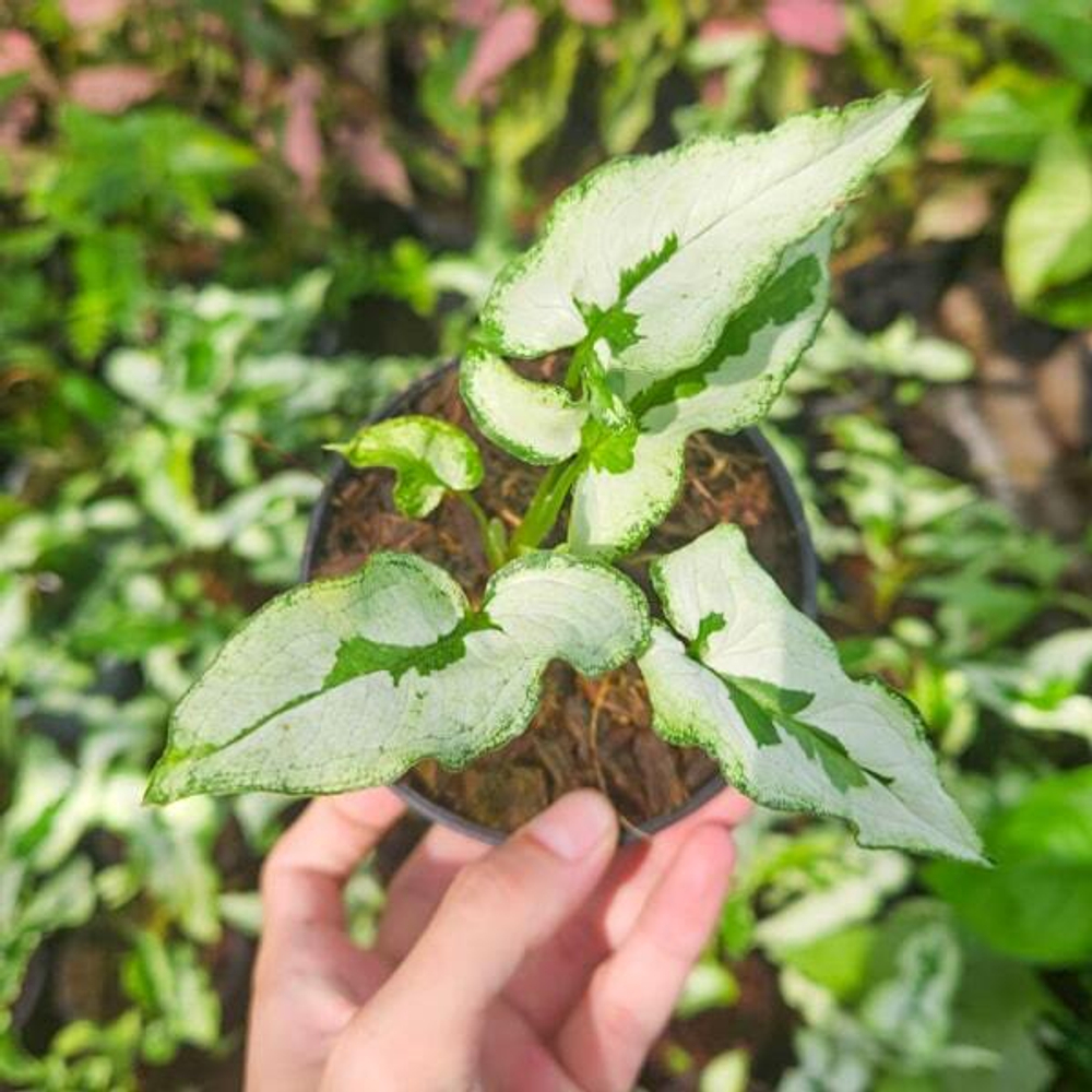 Сингониум MAJESTY