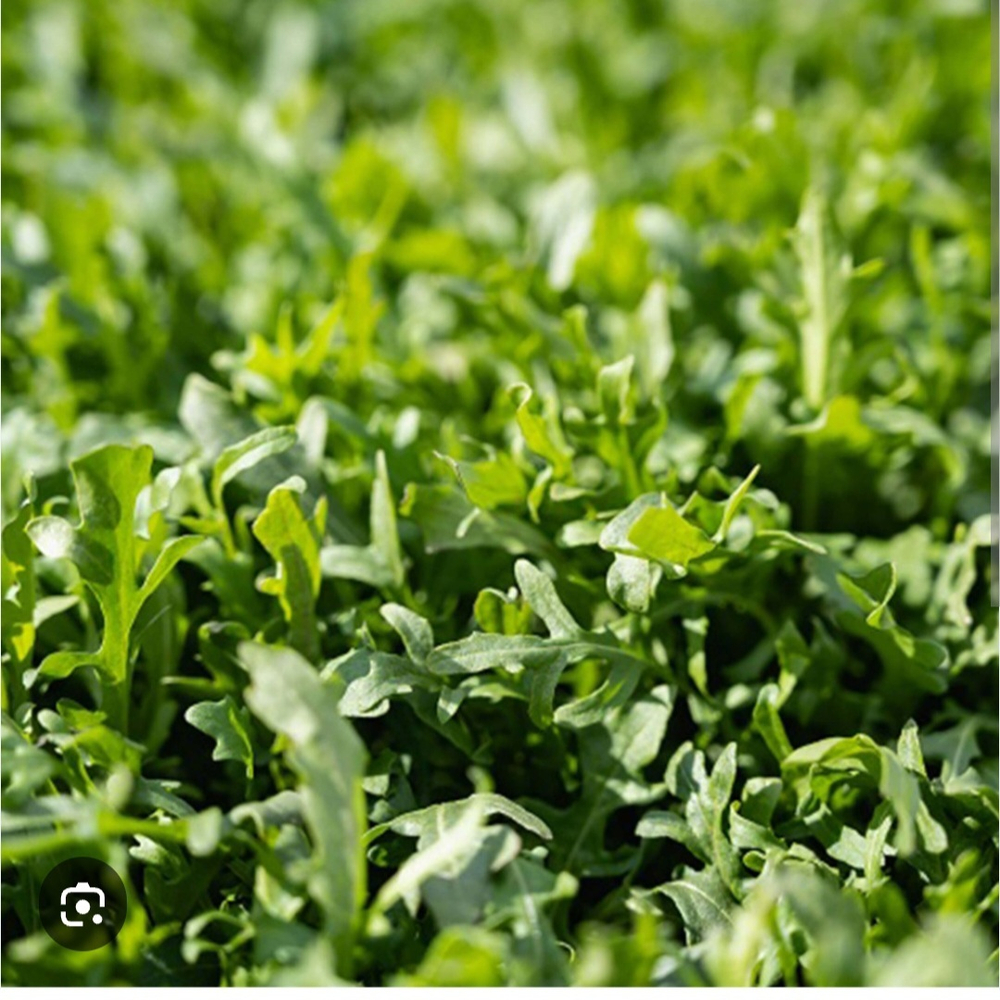 Рукола Грация 1 000 000 семян