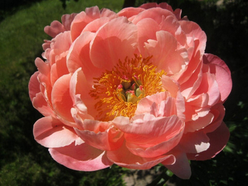 Пион Корал Шарм