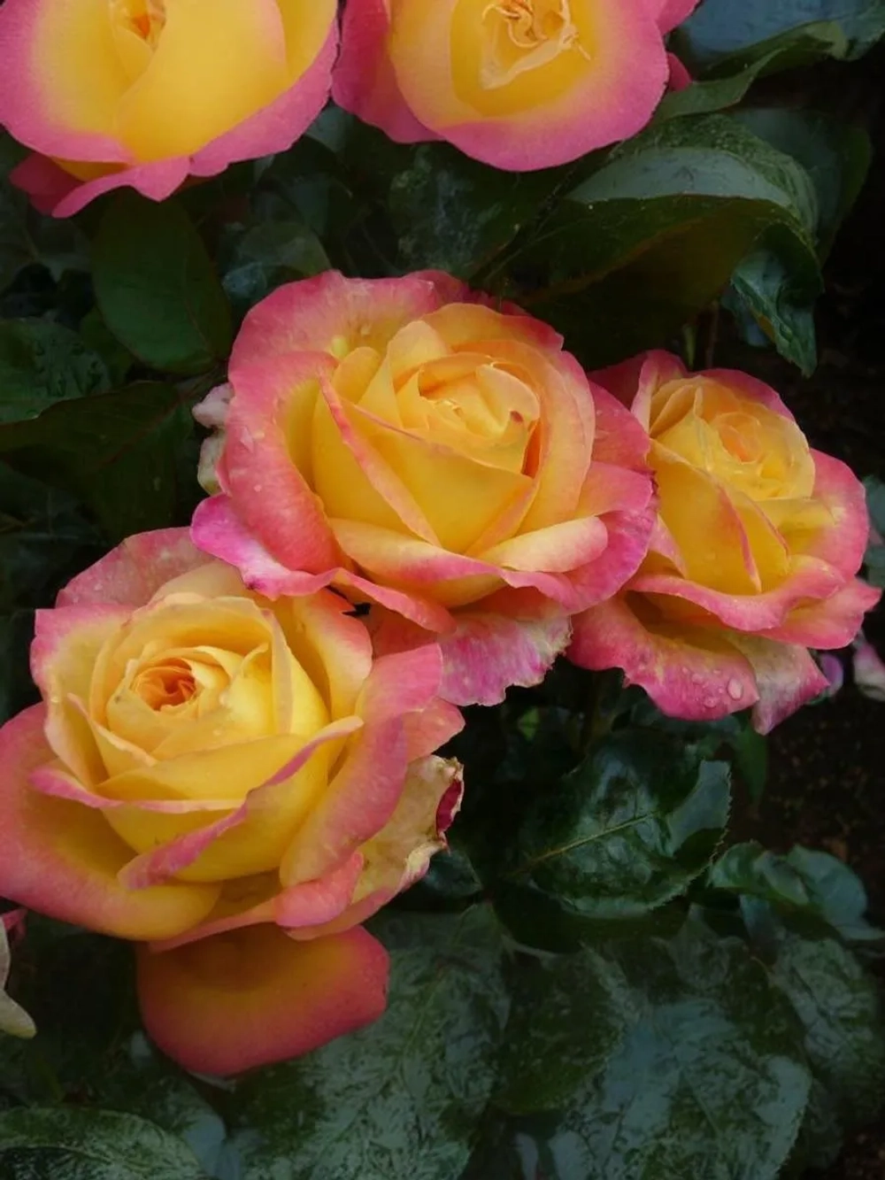 Роза чайно-гибридная Пульман Ориент Экспресс