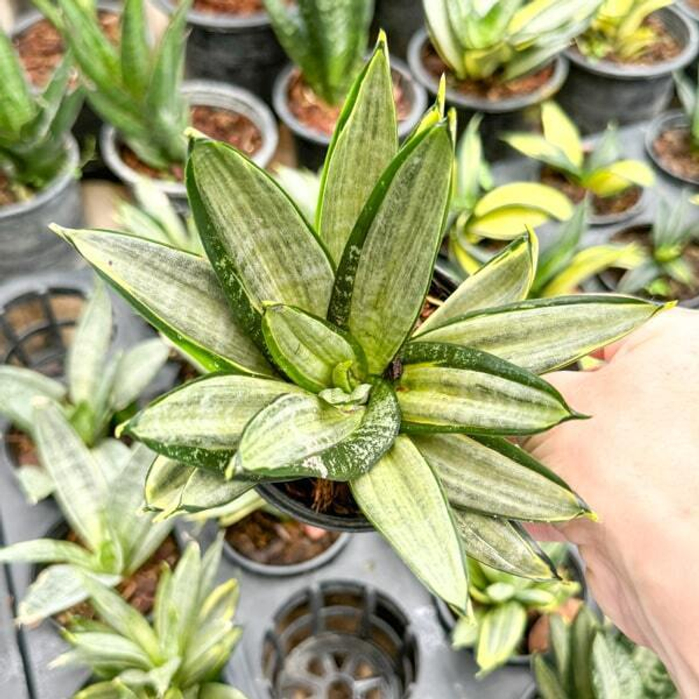 Сансевиерия HAHNII SILVER FROST