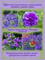 Герань гималайская Пленум многолетняя