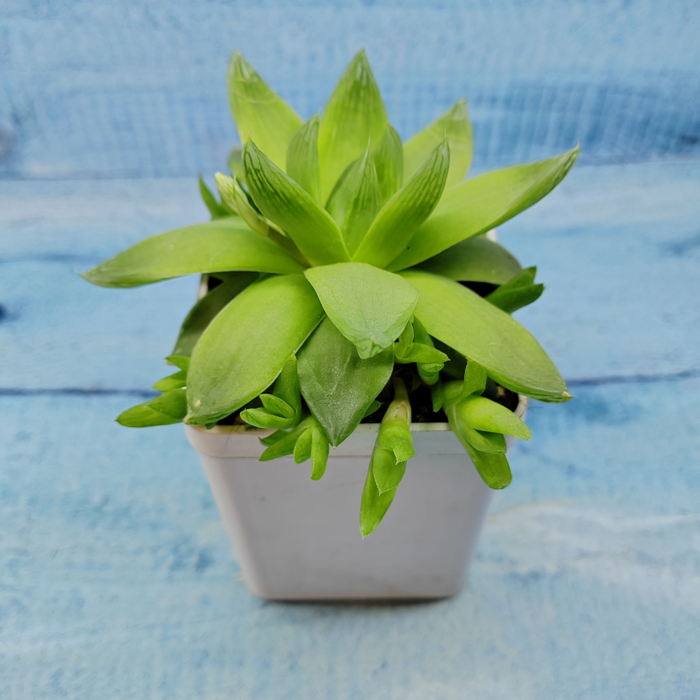 Haworthia Cymbiformis (Хавортия)