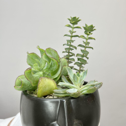 Микс суккулентов «Темное дыхание»