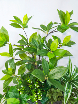 Искусственная Шеффлера с драценой 60см в длинном кашпо ротанг