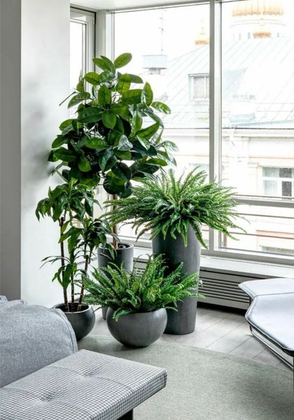 Как выбрать и купить комнатные растения в Новосибирске: рекомендации эксперта Как выбрать и купить комнатные растения в Новосибирске: рекомендации эксперта