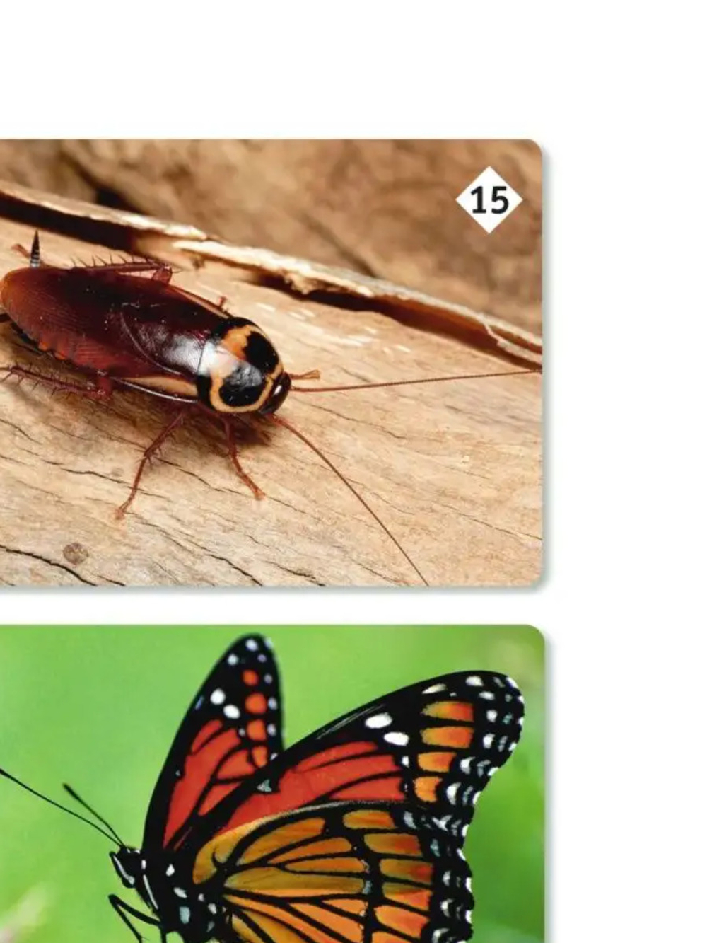 Мемо: Мир насекомых и не только