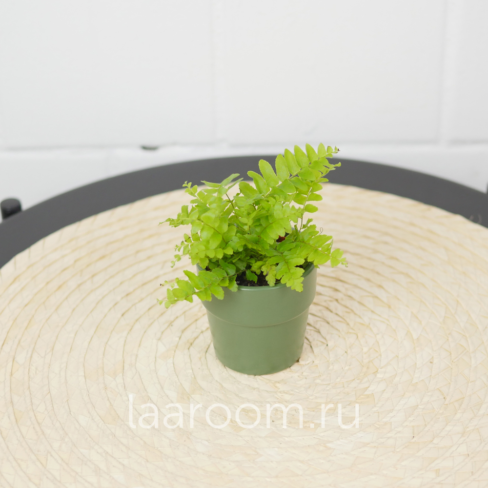 Нефролепсис d6