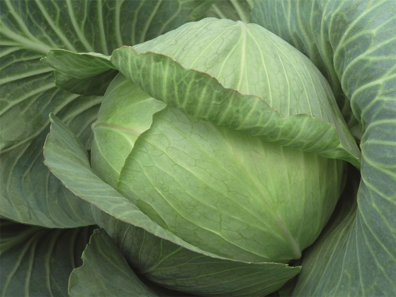 ПАРАДОКС_F1_семена_капусты_белокочанной_Bejo_семена_купить – фото 1