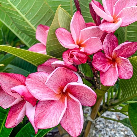 Плюмерия GRED GAEW