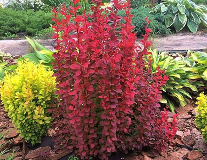 Барбарис Тунберга Рэд Пилар