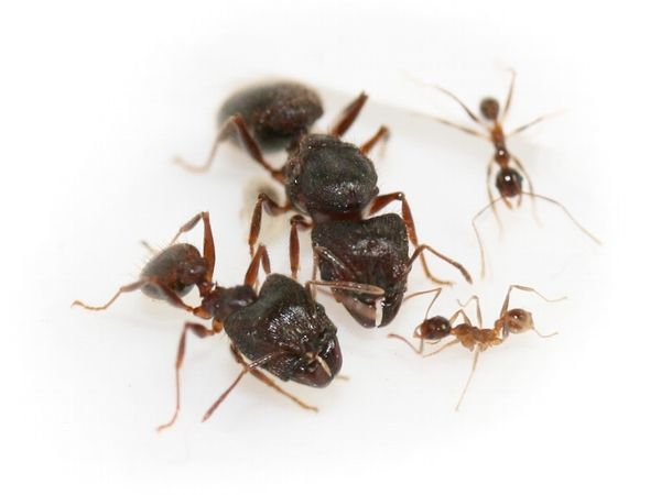 Маленькие муравьи