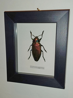 Жук Златка в рамке