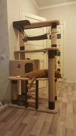 Домик для кошки И-88 (мейн-кун)