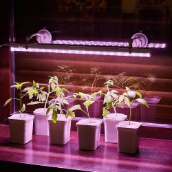 UFP-M01R-150 WHITE POLYBAG SET2 Подставка для светильника ULI-P. на присоске. длина трубки 150мм. Набор из 2шт. Белая. TM ФитоЛето