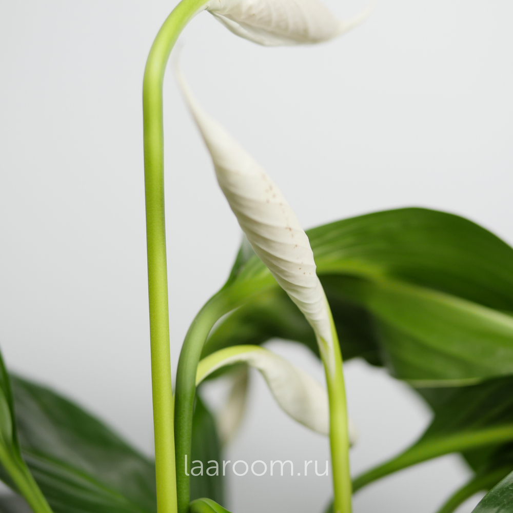 Спатифиллум Свит Лауретта 19/90