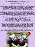 Крыжовник Владил бесшипный сладкий