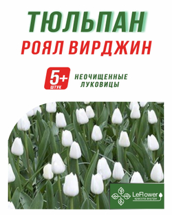 Тюльпан Луковица, Роял Вирджин, 5+шт