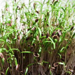 Семена для проращивания укропа Кутузовский (Гавриш)