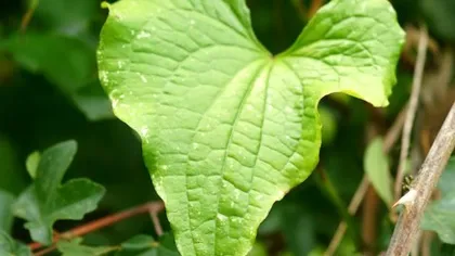 Диоскорея (корень)