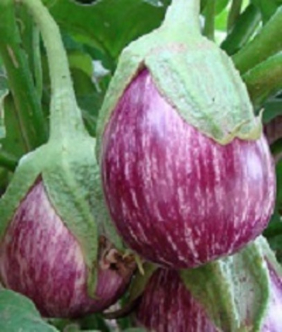 Баклажан Матросик