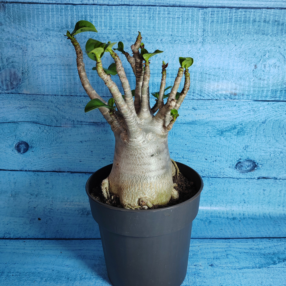 Adenium Baobab (Адениум)