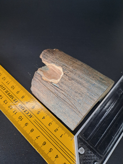 Бивень мамонта для коллекции и поделок