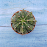 Gymnocalycium Friedrichii (Гимнокалициум)