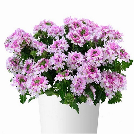 Вербена Vanessa Bicolor Light Pink р9 1шт