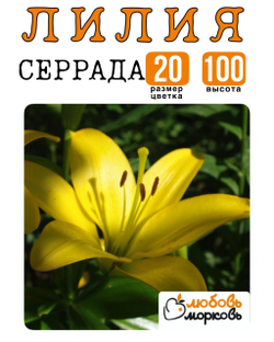 Лилия Луковица, Серрада , гибридный, 1 шт