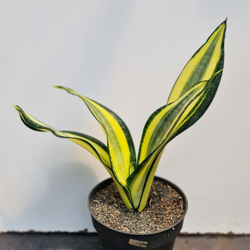 Сансевиерия HENDRICA