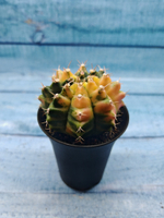 Gymnocalycium Variegata (Гимнокалициум Вариегатный)