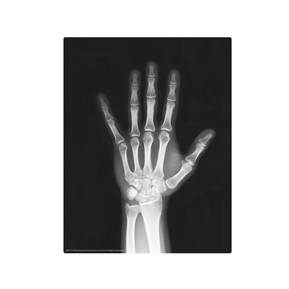 Набор 4M Юный врач. Скелет человека