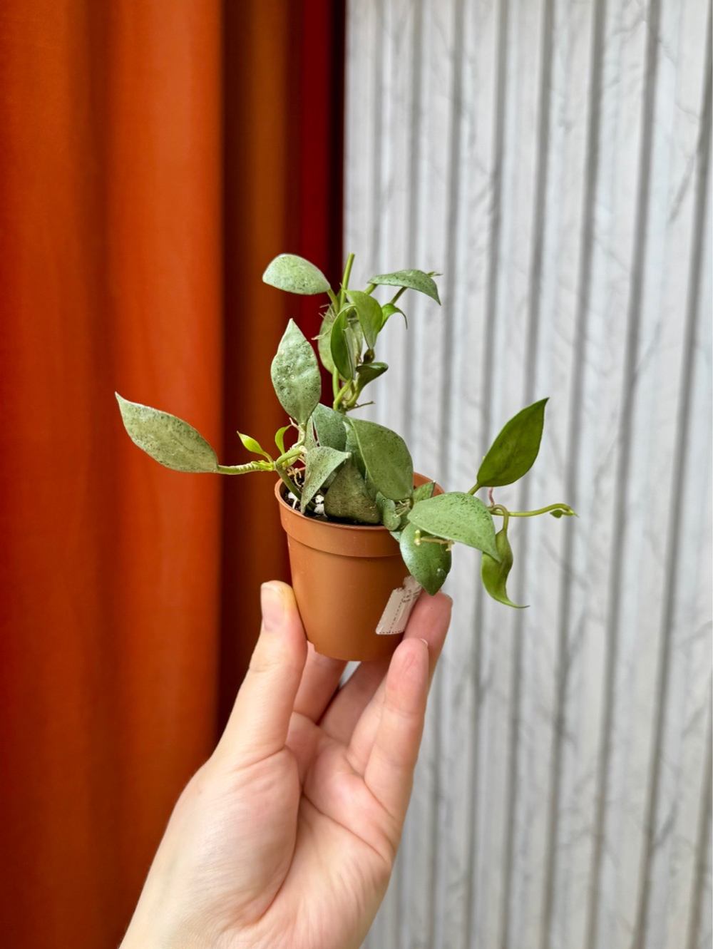 Хойя Лакуноза Минт, D5см Н12см, 1шт, Urban Jungle (7583)