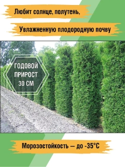 Саженец Туя западная Брабант 3 шт хвойные