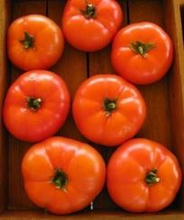 МАРТЭЗ F1 семена томата (Seminis | Alexagro)