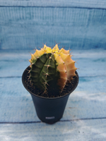 Gymnocalycium Variegata (Гимнокалициум Вариегатный)