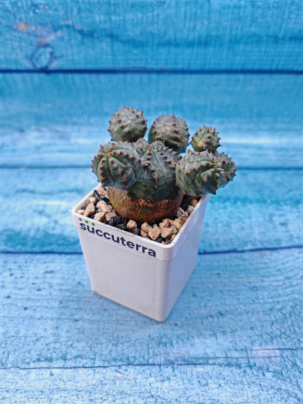 Euphorbia Pseudoglobosa (Эуфорбия)