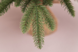 Ель в мешочке 60см Edelman B.V. Чемберлен зеленая