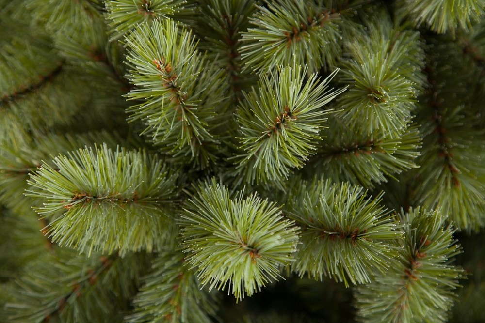 Ель Лесная красавица  260см голубая Triumph Tree