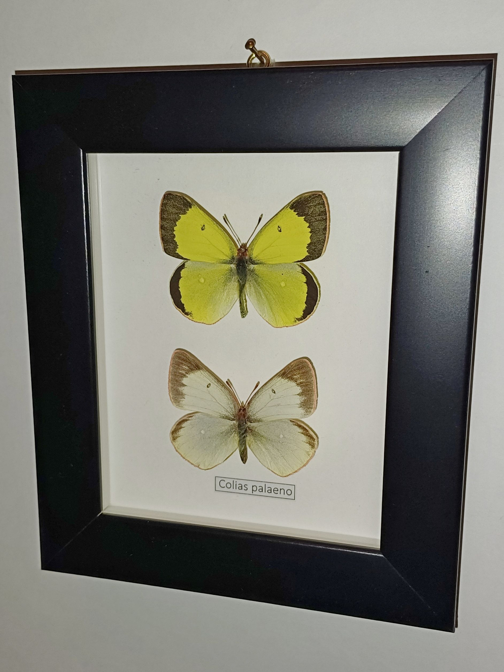 Желтушка Colias palaeno пара рамке