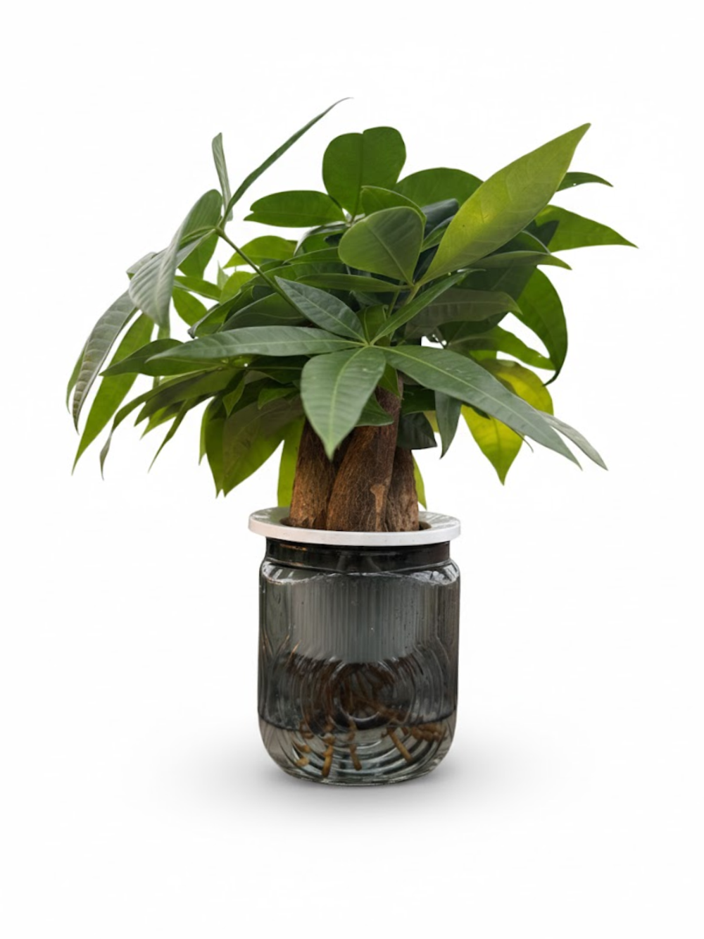 Пахира Little Forest Space Cup Three-Branch д.11 черный