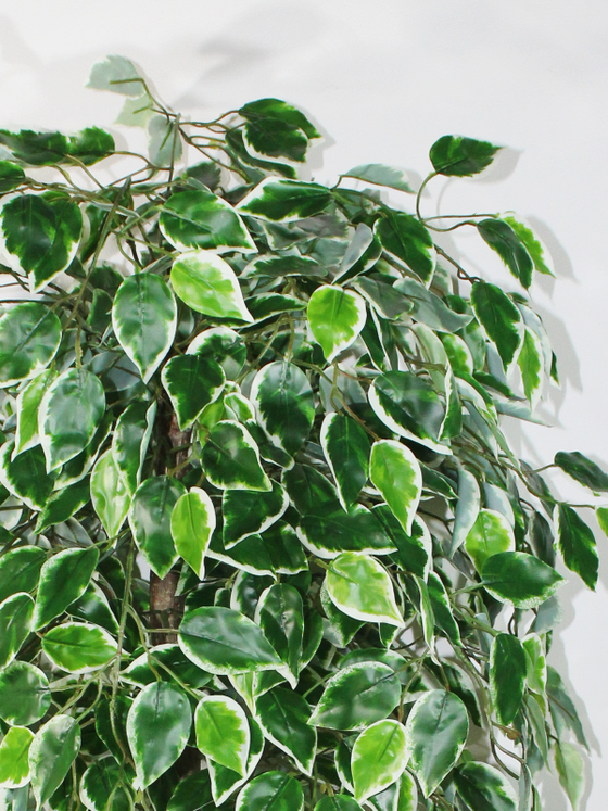 Искусственное дерево Фикус пестрый 150см в высоком белом кашпо ротанг