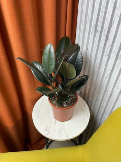 Фикус Эластика Абиджан 3в1, D17см Н45см, 1шт, Urban Jungle