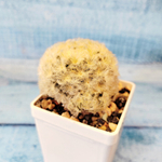 Mammillaria plumosa (Маммиллярия)