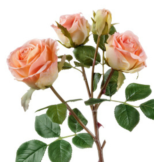 Роза Флорибунда ветвь розово-персиковая