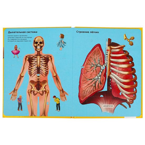 Тело человека. 100 секретных окошек. Формат: 222х282мм. Объем: 12 карт. стр. Умка