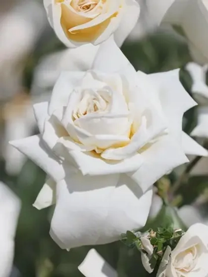 Роза плетистая Илзе Крон Супериор