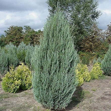 Можжевельник скальный Скайрокет