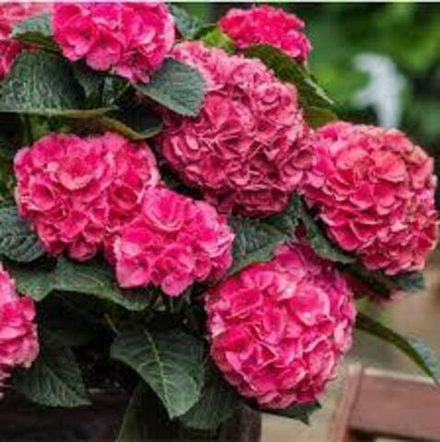 Вокс Марбл пинк (Vox Marble Pink) НОВИНКА р14 Европа весна 2026 г.